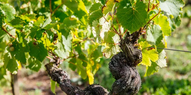 Les Vignes De Savennières