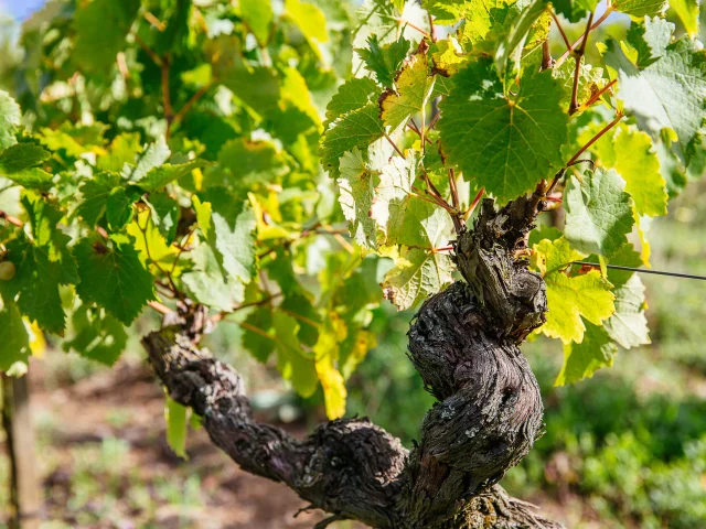 Savennières vineyard