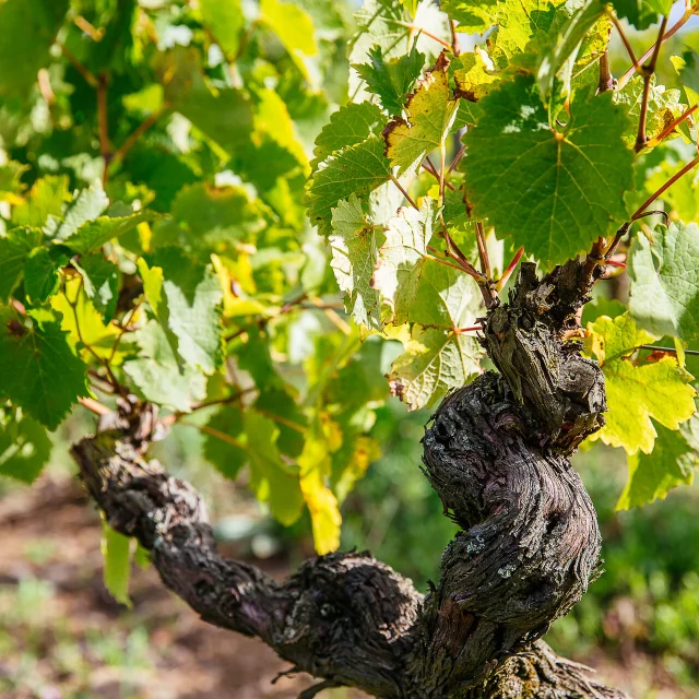 Les Vignes De Savennières