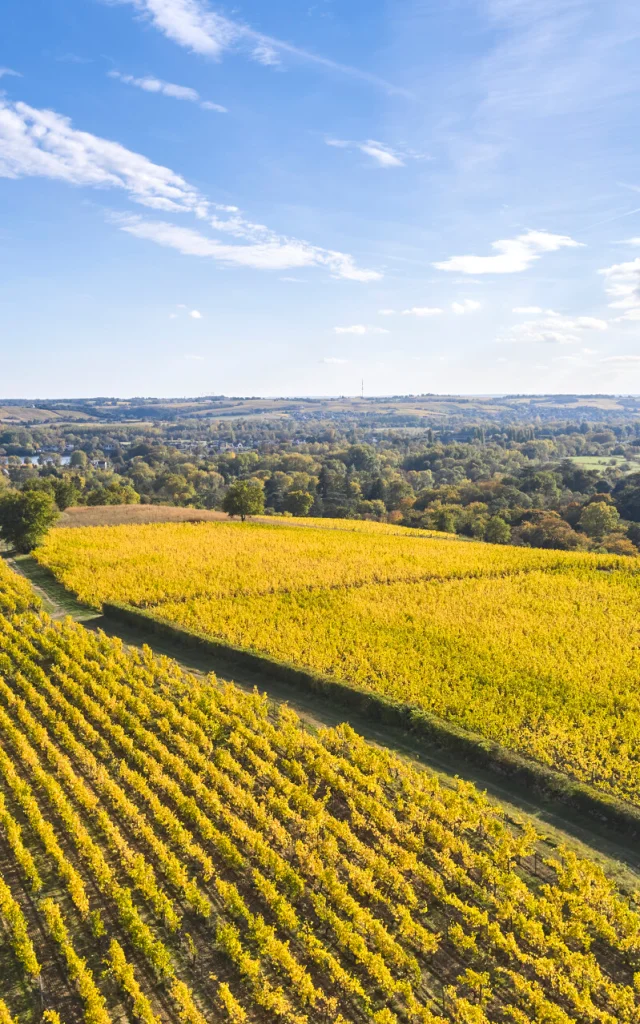 Savennières vineyards in autumn