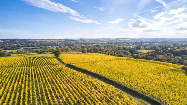 Savennières vineyards in autumn