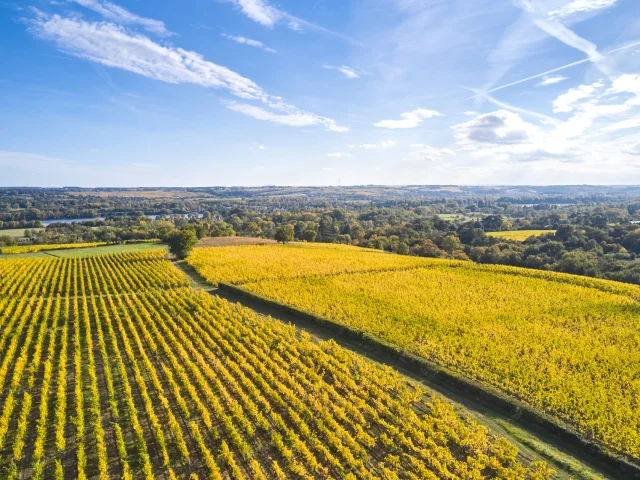 Vignoble de Savennières à l'automne