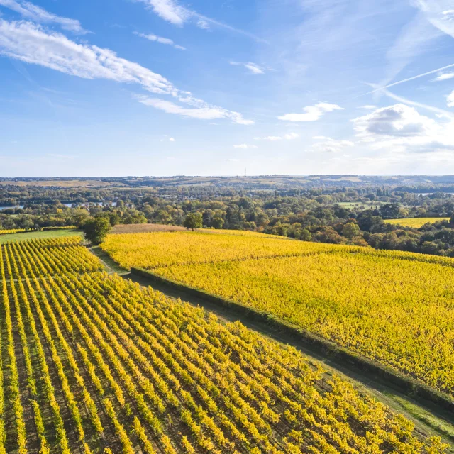 Savennières vineyards in autumn