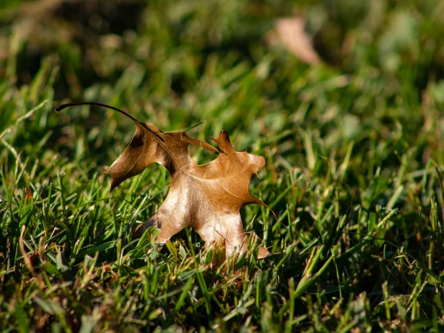 Ryan Moulton leaf