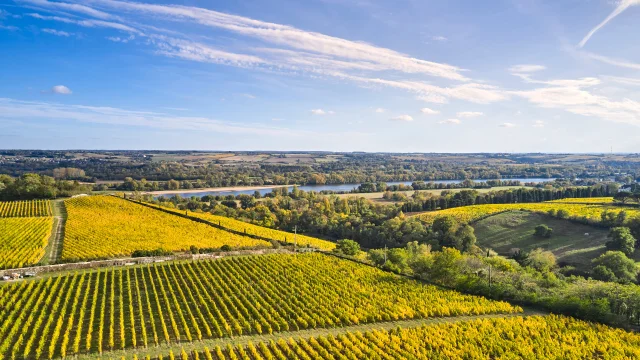 Vignoble De Savennieres A L Automne Copyright Alexandre Lamoureux Destination Angers 15112 1920px