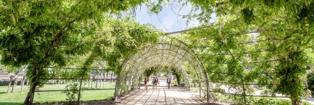 Wide shot of the path passing under a green dome formed by the leaves of the wisteria.