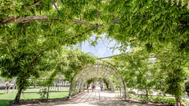 Wide shot of the path passing under a green dome formed by the leaves of the wisteria.