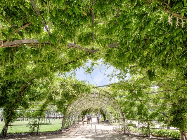 Wide shot of the path passing under a green dome formed by the leaves of the wisteria.