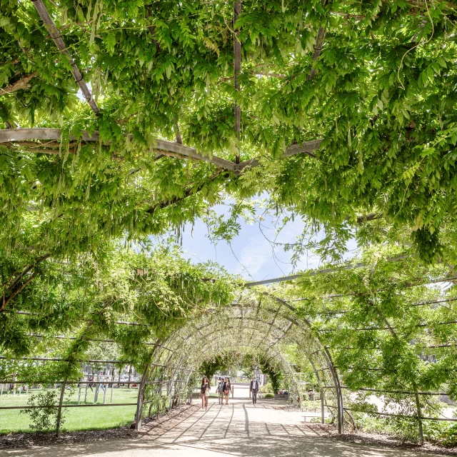 Wide shot of the path passing under a green dome formed by the leaves of the wisteria.