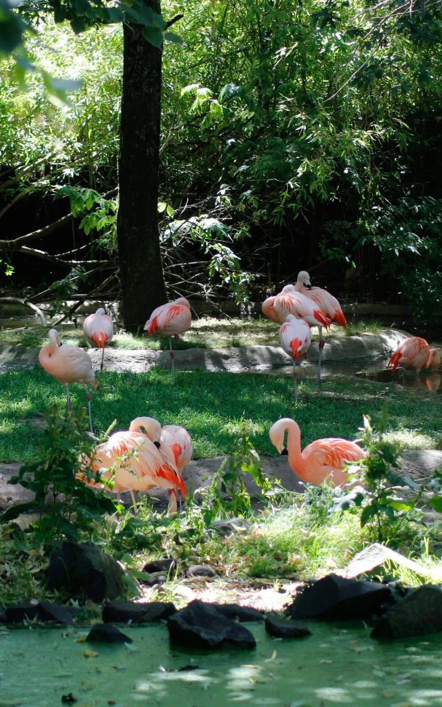 Flamingos at La Fleche Zoo