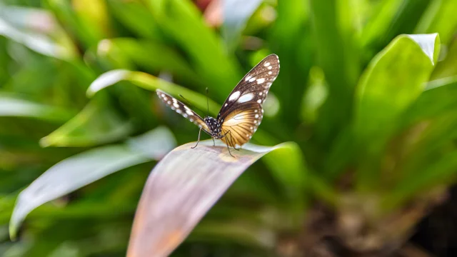 Butterfly greenhouse Terra Botanica Alexandre Lamoureux