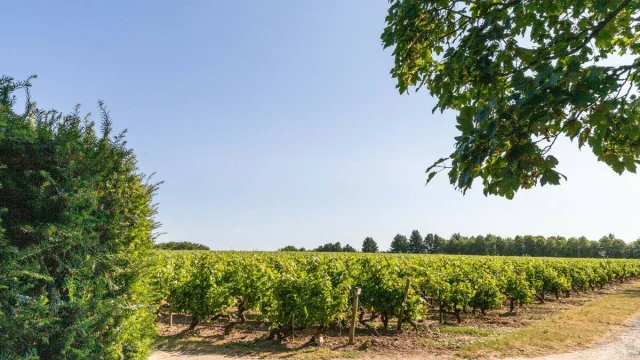 Vignoble De Savennieres Dorothee Mouraud Destination Angers