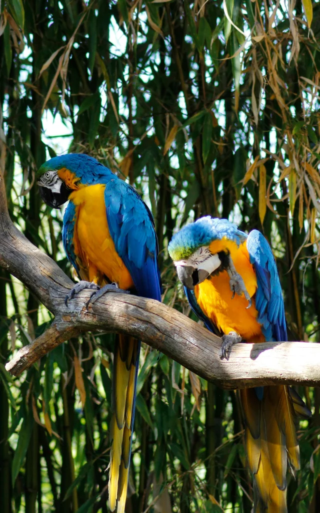 Parrots at La Fleche Zoo