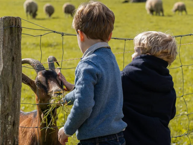 Petting zoo