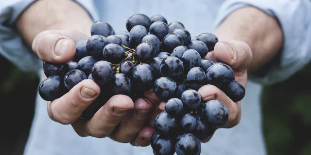 Raisin Rouge Vendanges