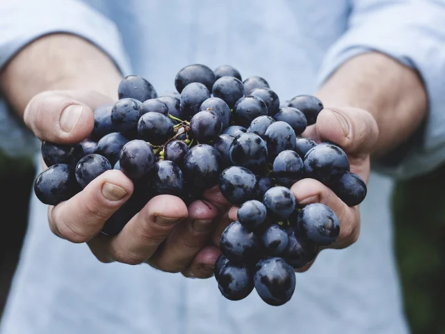 Raisin Rouge Vendanges