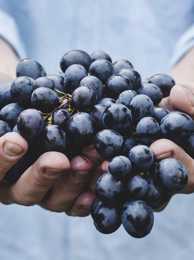 Raisin Rouge Vendanges