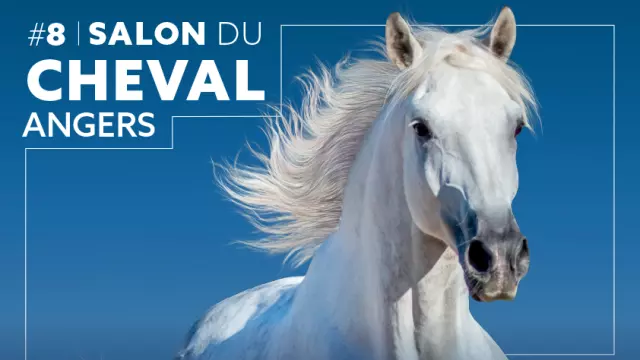 Affiche du salon du Cheval d'Angers 2024, cheval blanc la crinière au vent sur fond bleu